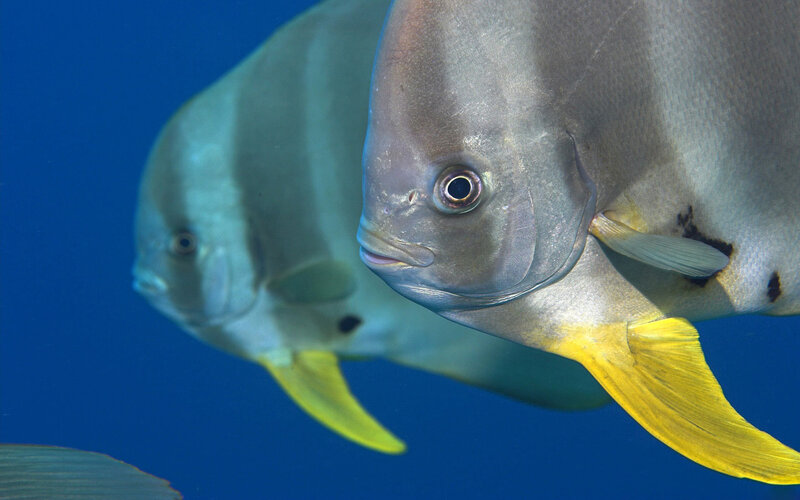 Two Silver Fish with Yellow Tails