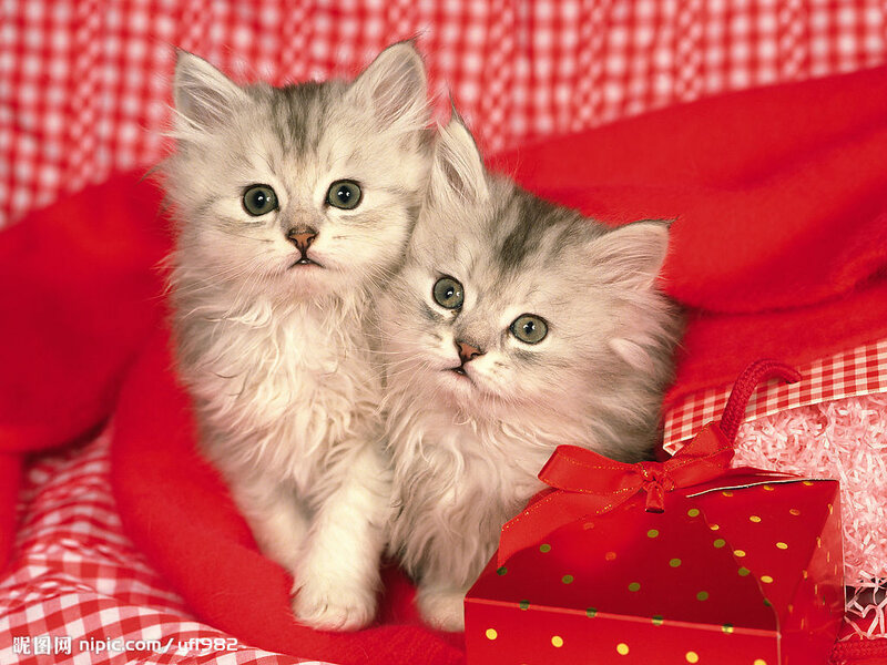 Two Silver Kittens