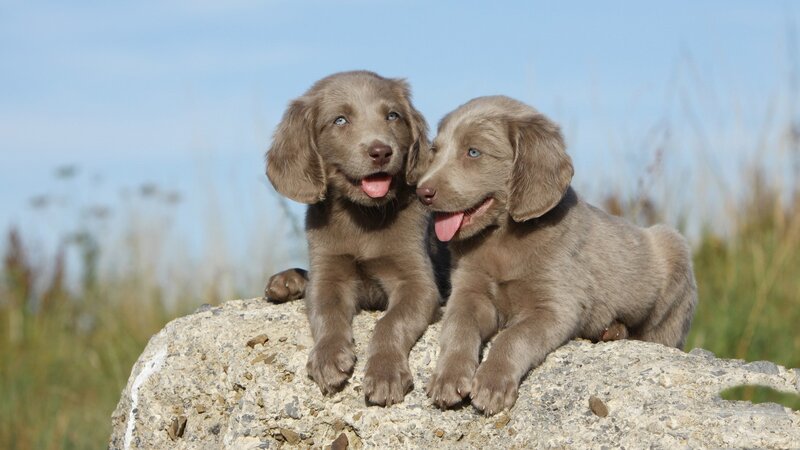 Two Silver Lab Puppies — Gray, Calm
