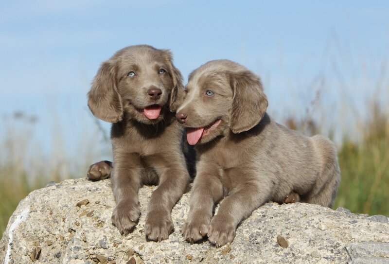 Two Silver Lab Puppies — Gray