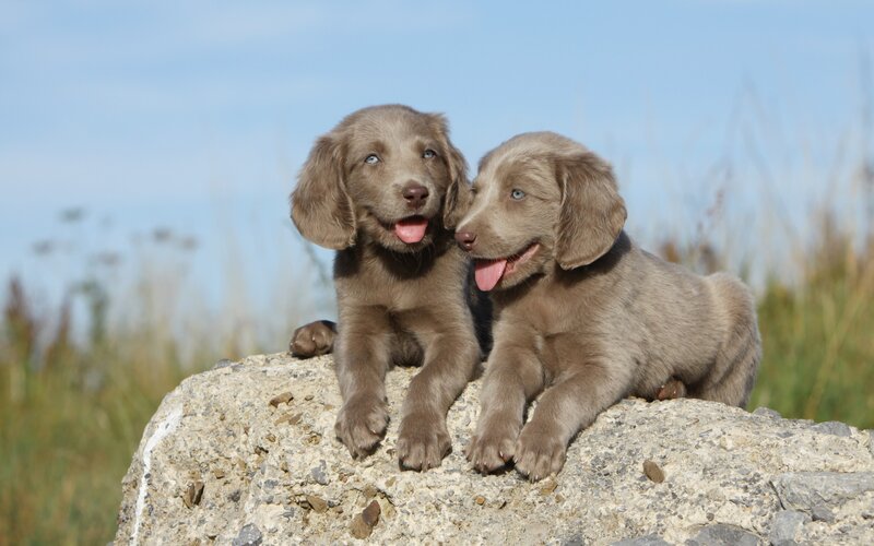 Two Silver Lab Puppies
