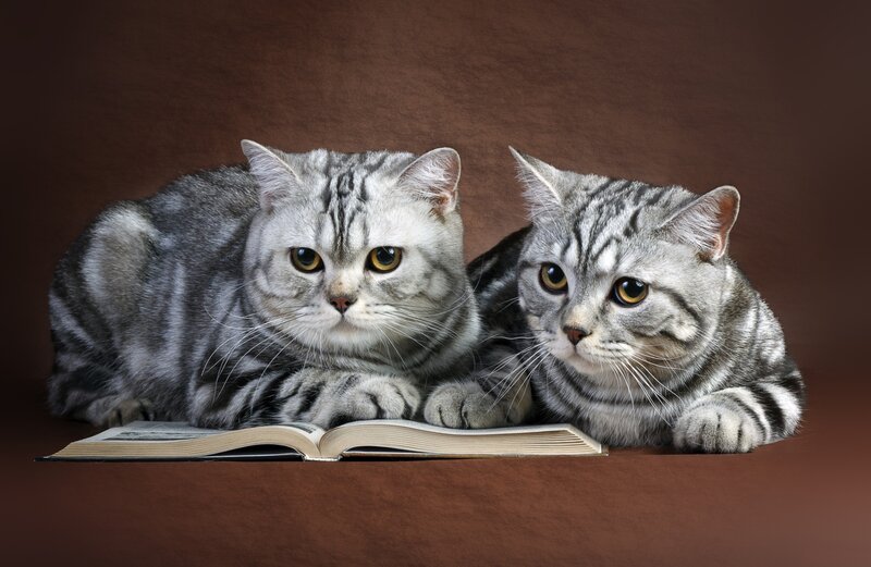 Two Silver Tabby Cats — Gray