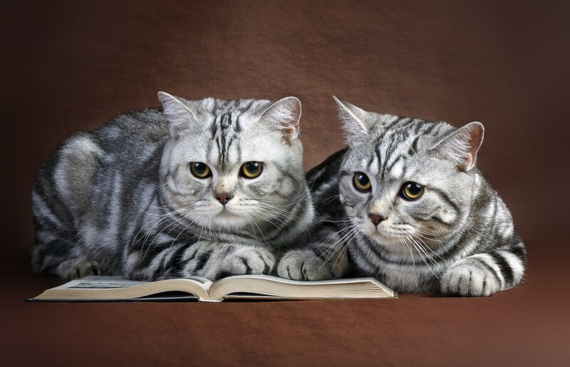 Two Silver Tabby Cats
