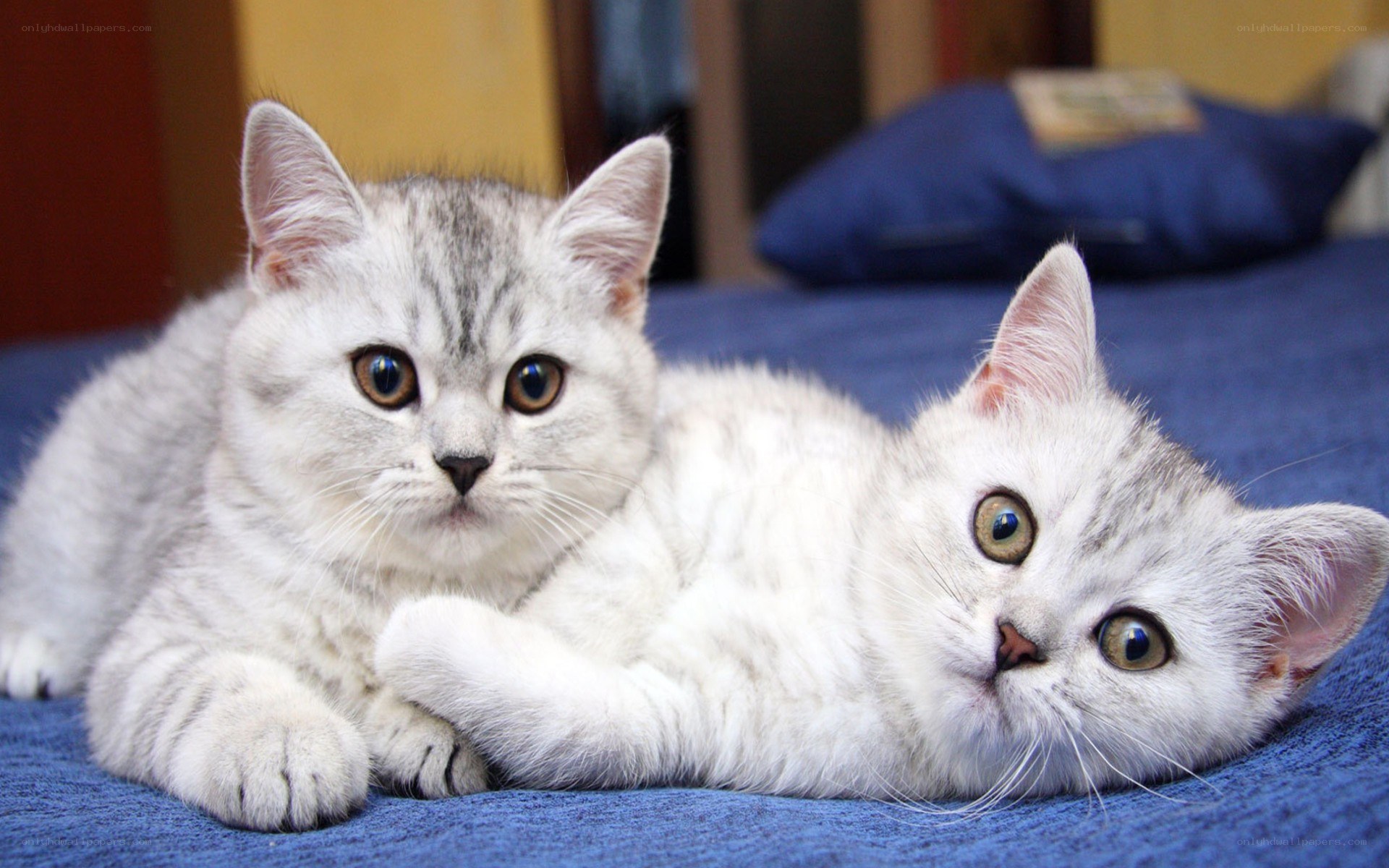Two silver tabby kittens