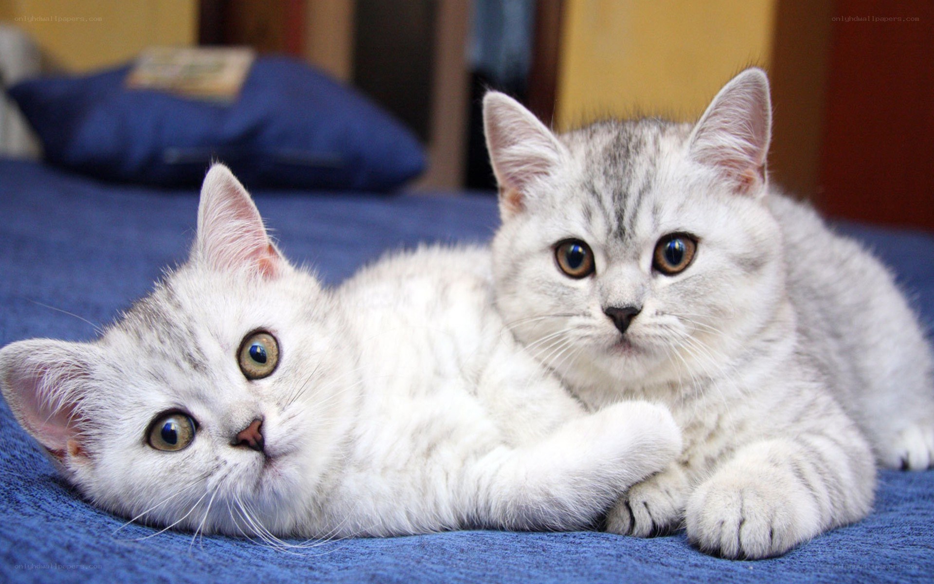 Two silver tabby kittens