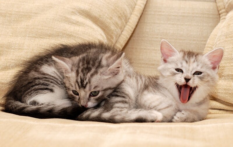 Two Silver Tabby Kittens — Beige