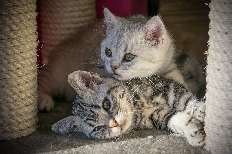 Two Silver Tabby Kittens — Gray, Calm, Photograph, Cat Tree