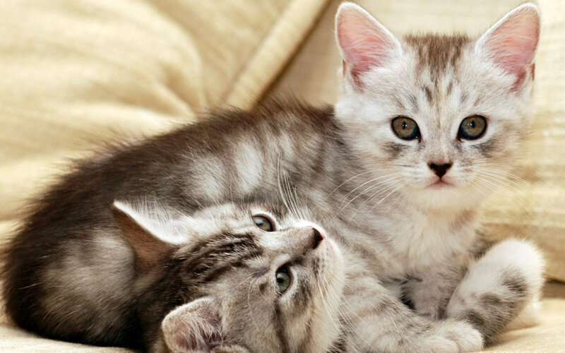 Two Silver Tabby Kittens — Gray, Calm, Photograph, Couch