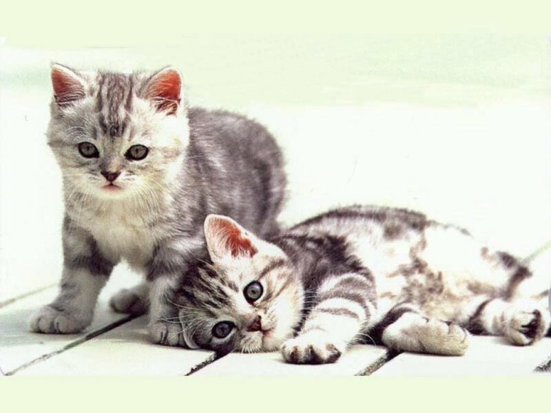 Two Silver Tabby Kittens — Gray, Calm, Photograph, Floor