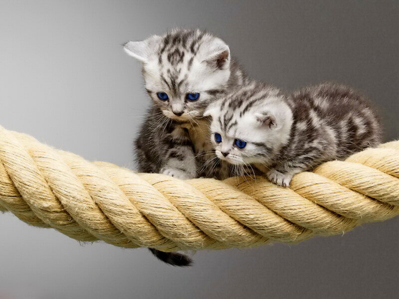 Two Silver Tabby Kittens — Gray, Calm, Photograph, Rope