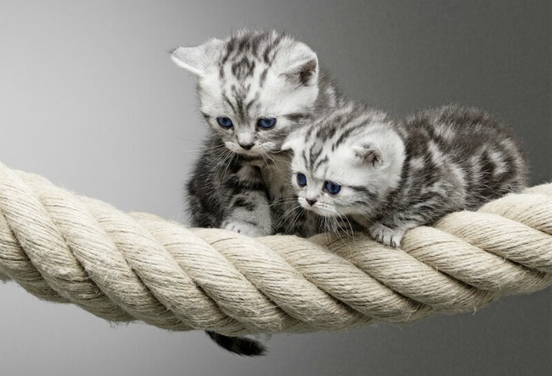 Two Silver Tabby Kittens — Gray, Calm, Photograph