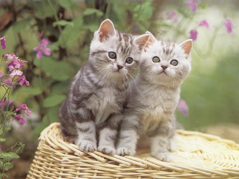 Two Silver Tabby Kittens — Gray, Calm, Spring