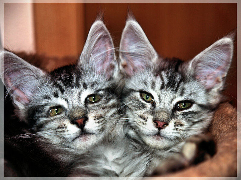 Two Silver Tabby Kittens — Gray, Calm