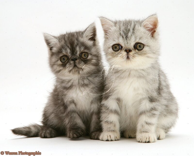 Two Silver Tabby Kittens — Gray, Innocent