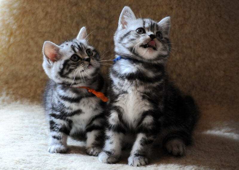 Two Silver Tabby Kittens — Gray