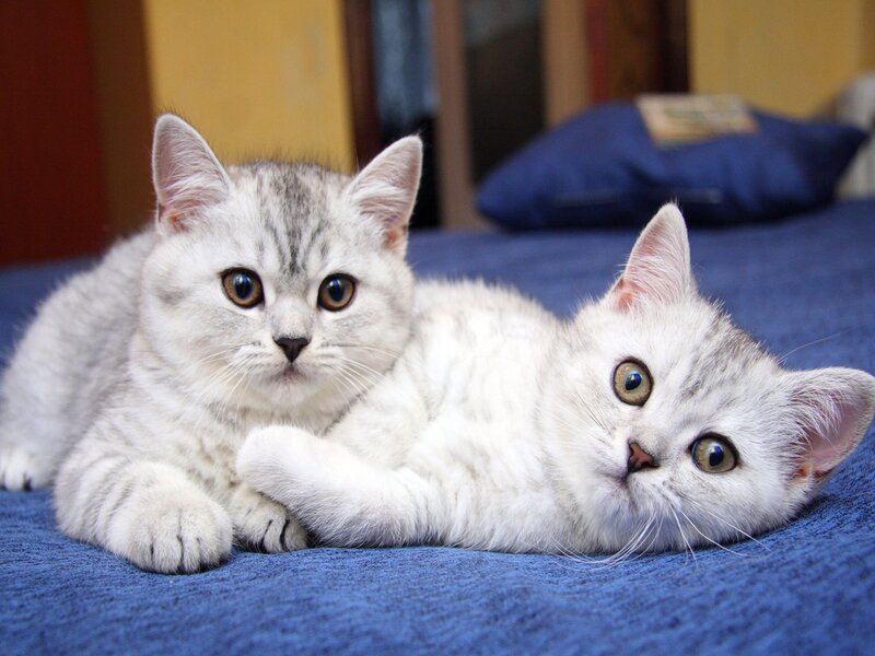 Two silver tabby kittens on a blue blanket