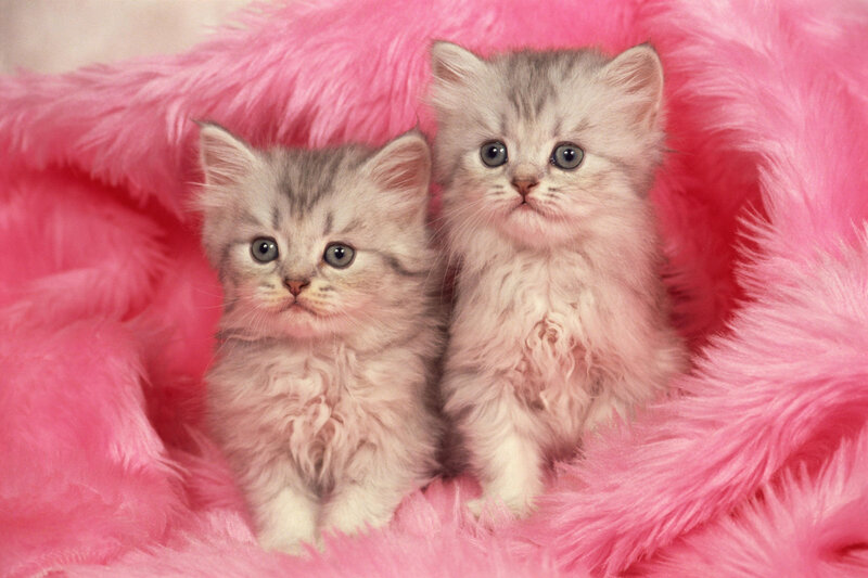Two Silver Tabby Kittens — Pink, Calm