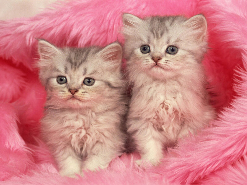 Two Silver Tabby Kittens — Pink
