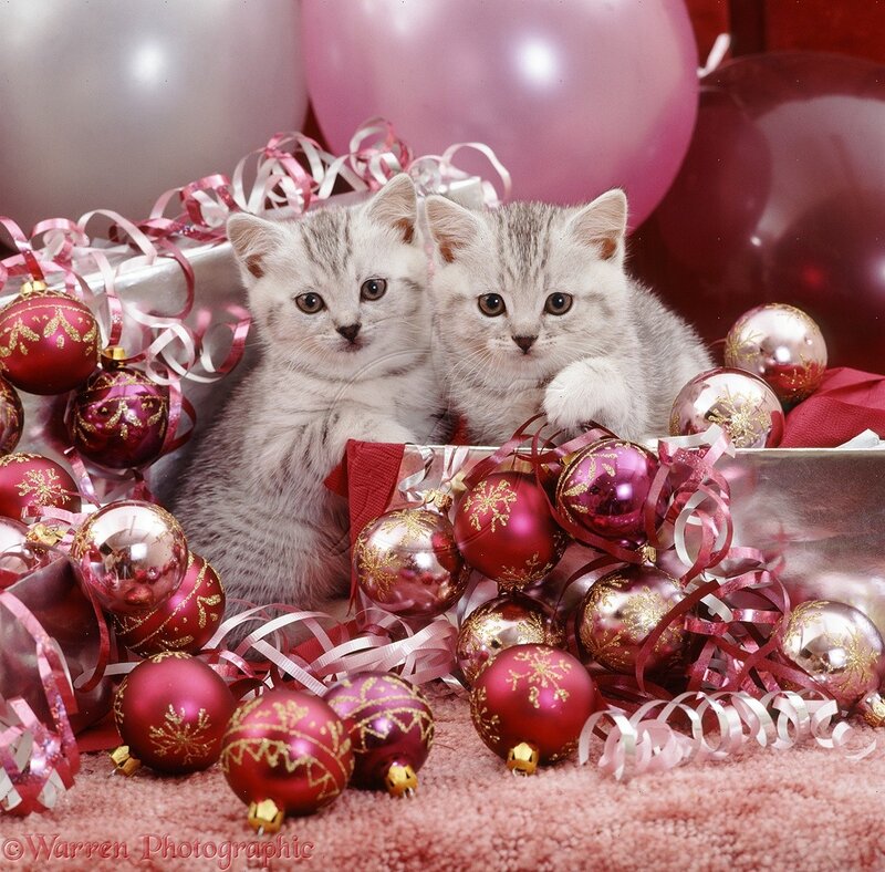 Two Silver Tabby Kittens — Red, Festive