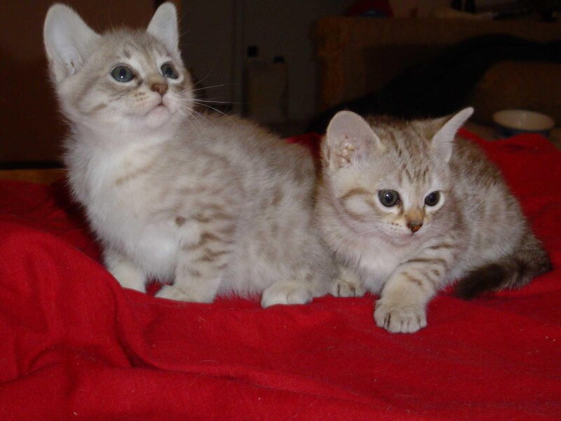 Two Silver Tabby Kittens — Red