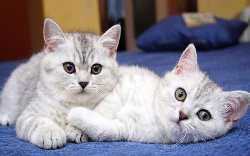 Two Silver Tabby Kittens — White, Calm, Photograph, Blue Blanket, Pillow
