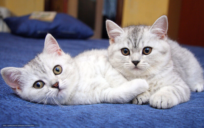 Two Silver Tabby Kittens — White, Calm, Photograph, Blue Blanket