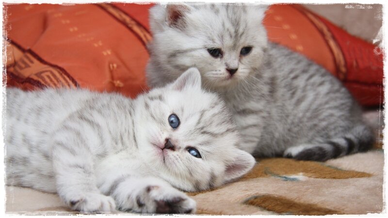 Two Silver Tabby Kittens — White, Calm, Photograph, Pillow, Blanket