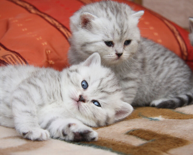 Two Silver Tabby Kittens — White, Calm, Photograph, Pillow