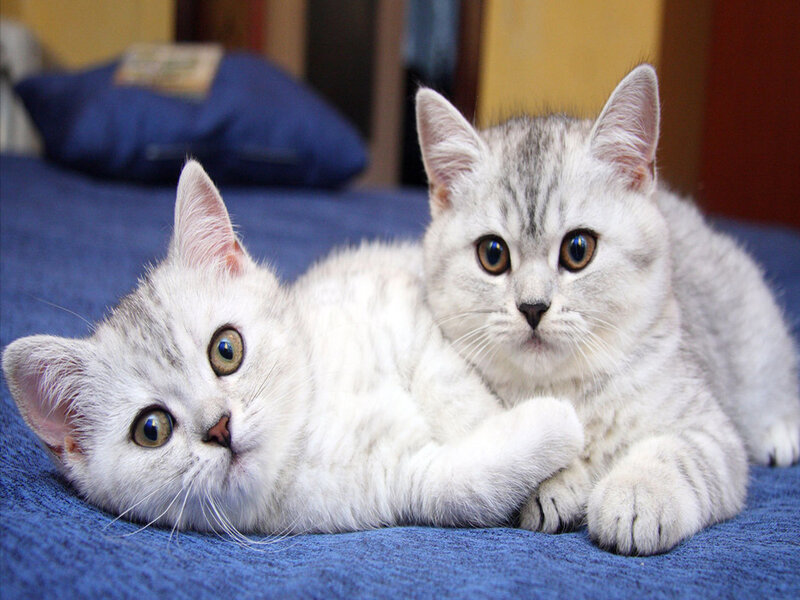 Two Silver Tabby Kittens — White, Calm, Photograph