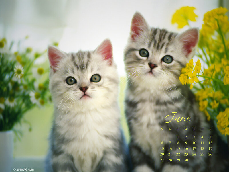 Two Silver Tabby Kittens — White, Calm, Spring