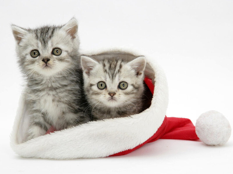 Two Silver Tabby Kittens — White, Innocent