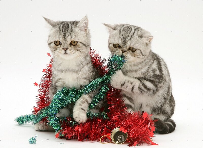 Two Silver Tabby Kittens — White, Playful