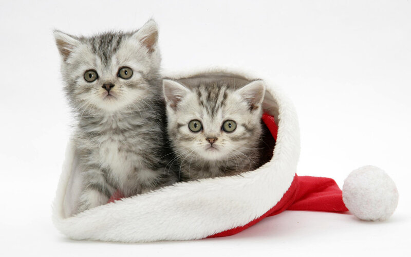 Two Silver Tabby Kittens — White