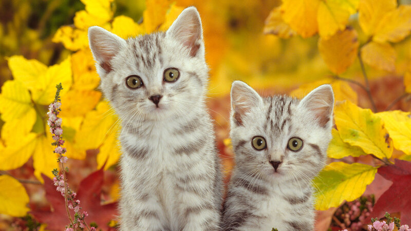 Two Silver Tabby Kittens — Yellow, Calm, Autumn, Photograph, Yellow Leaves