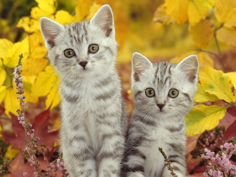Two Silver Tabby Kittens — Yellow, Calm, Autumn