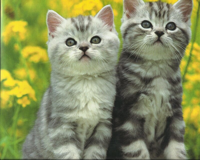Two Silver Tabby Kittens — Yellow, Calm, Spring