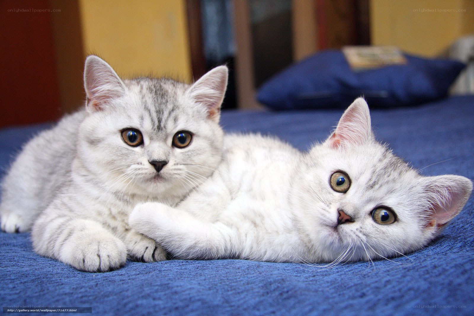 Two silver tabby kittens