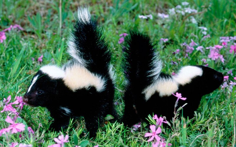 Two skunks in a field
