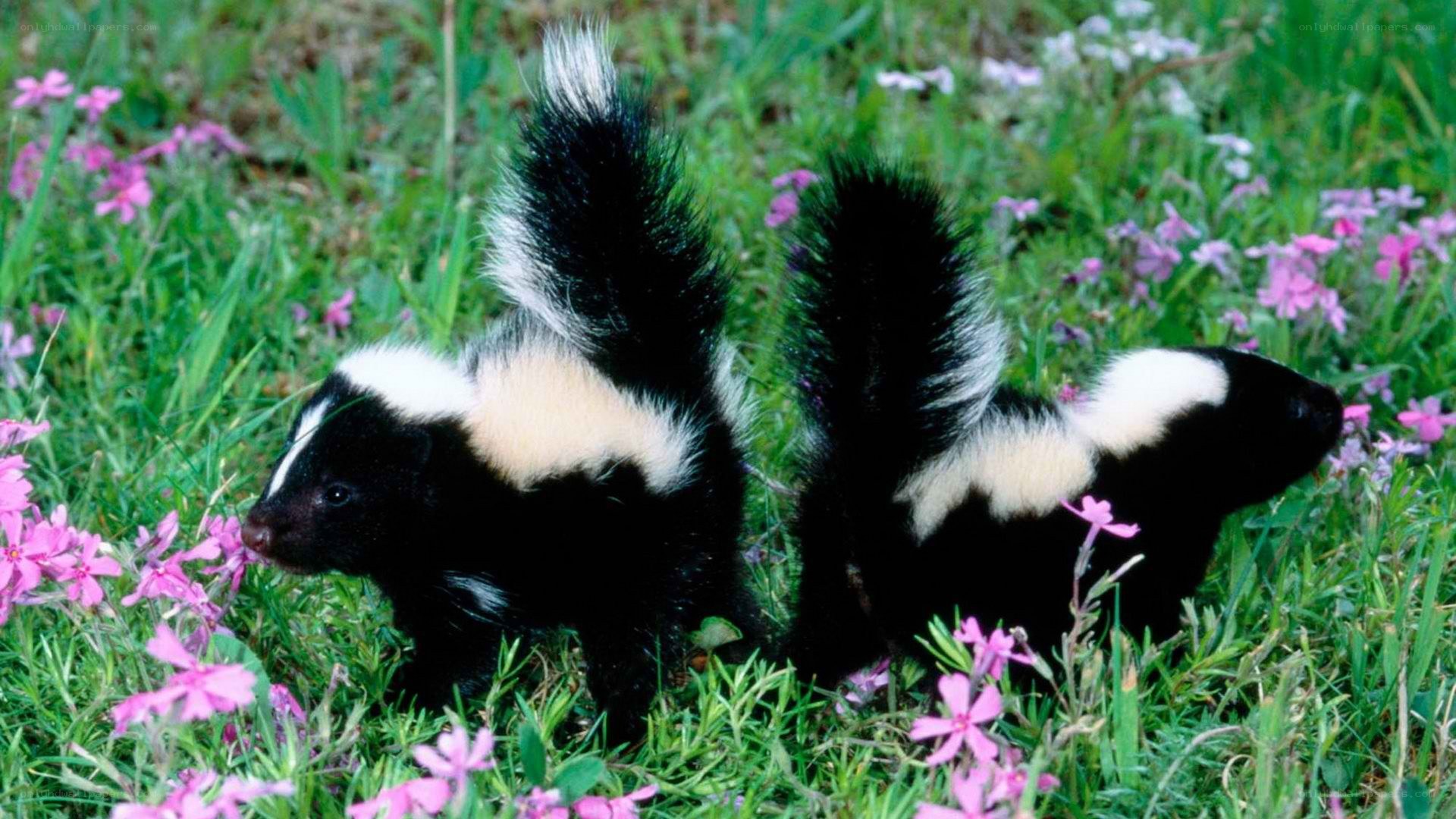 Two skunks in a flower field