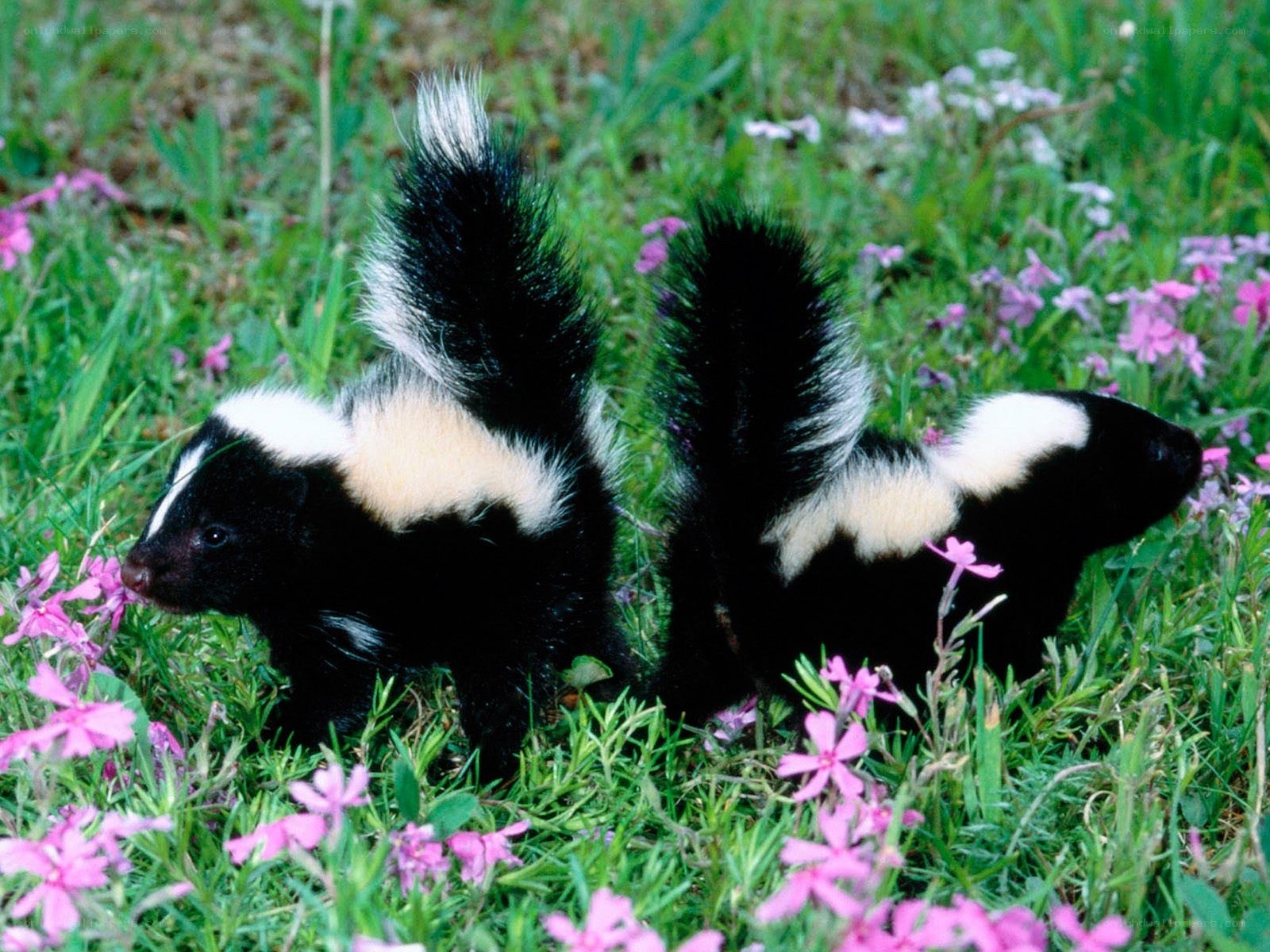 Two skunks in a flower field