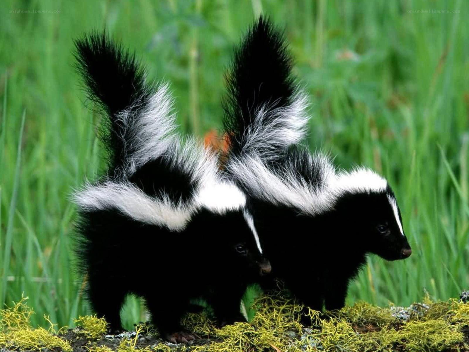 Two skunks in grass