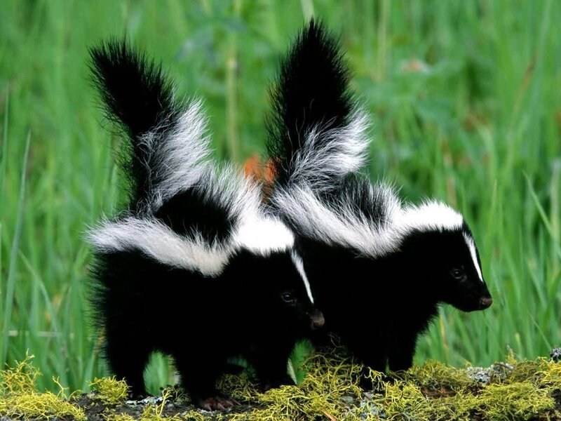 Two Skunks in Grass — Black, Natural, Afternoon, Photograph