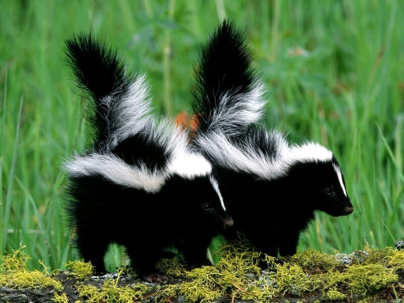 Two Skunks in Grass — Green, Natural, Afternoon