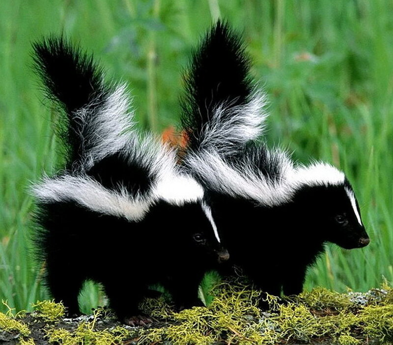 Two Skunks in Grass — Green, Natural