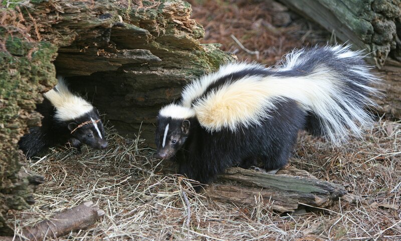 Two skunks near a log