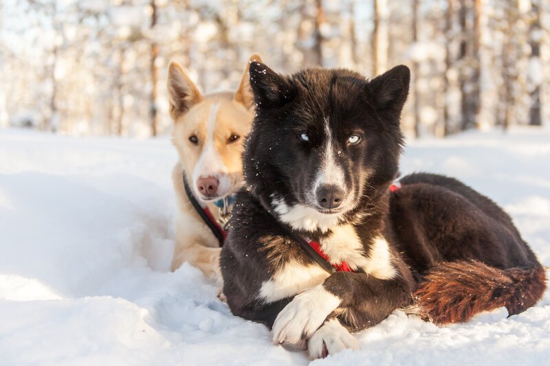 Two Sled Dogs in Snow