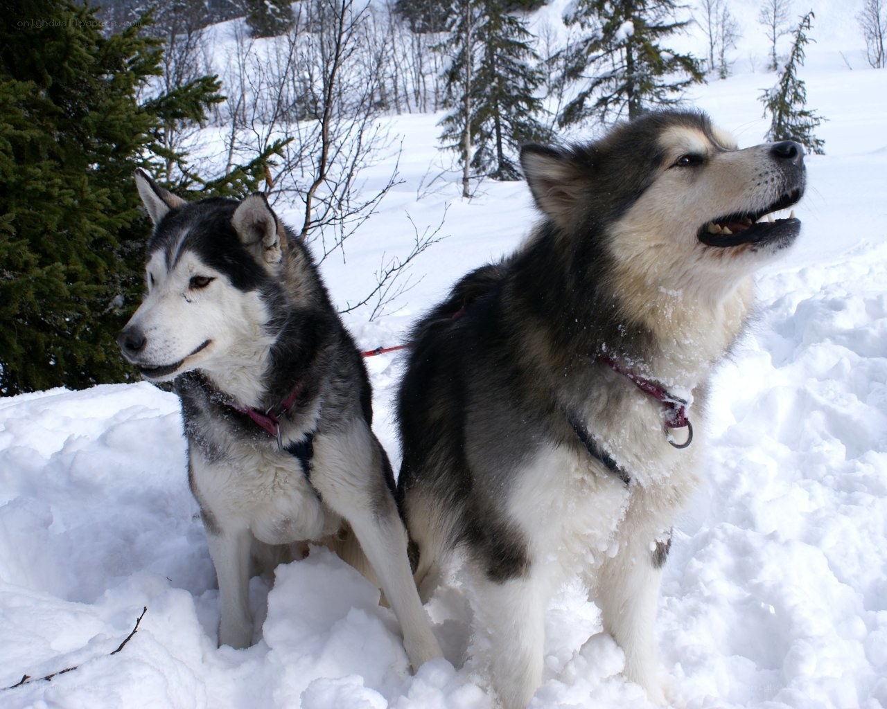 Two sled dogs in the snow