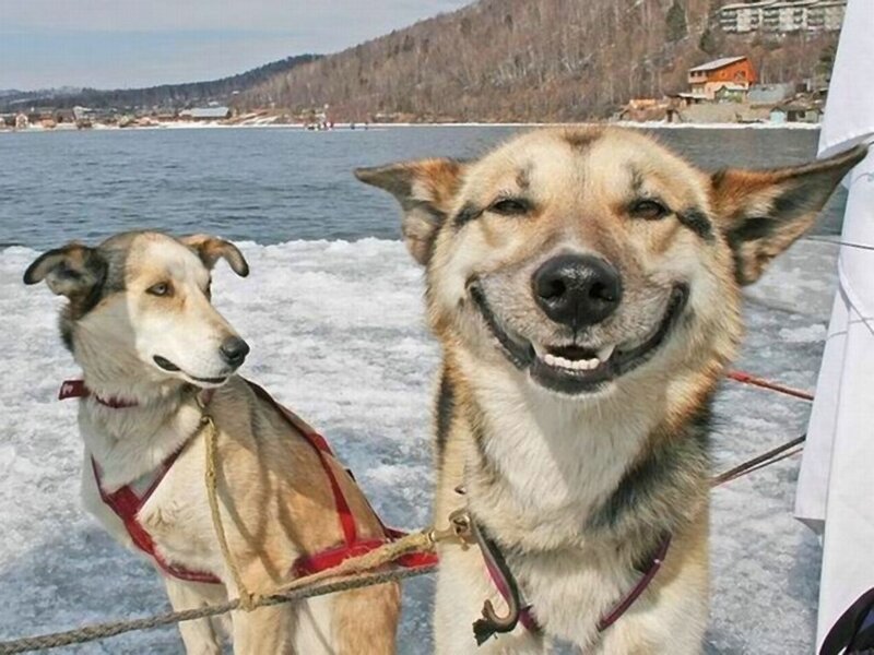 Two Sled Dogs on Ice