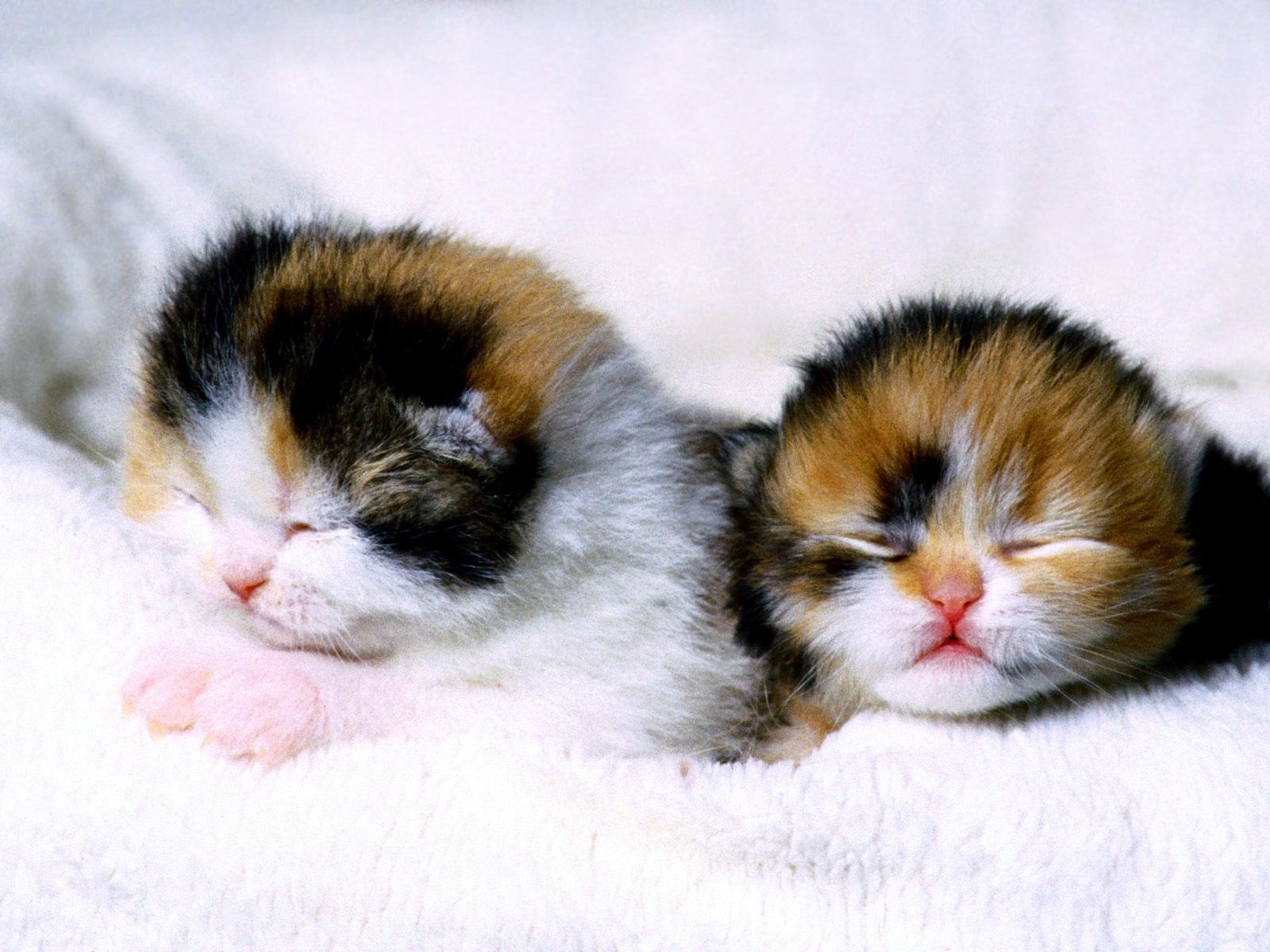 Two sleeping calico kittens