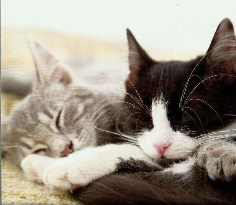 Two Sleeping Cats — Black, Peaceful